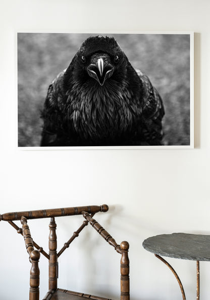 Framed black and white photograph of a raven on a wall above a wooden chair and small table.