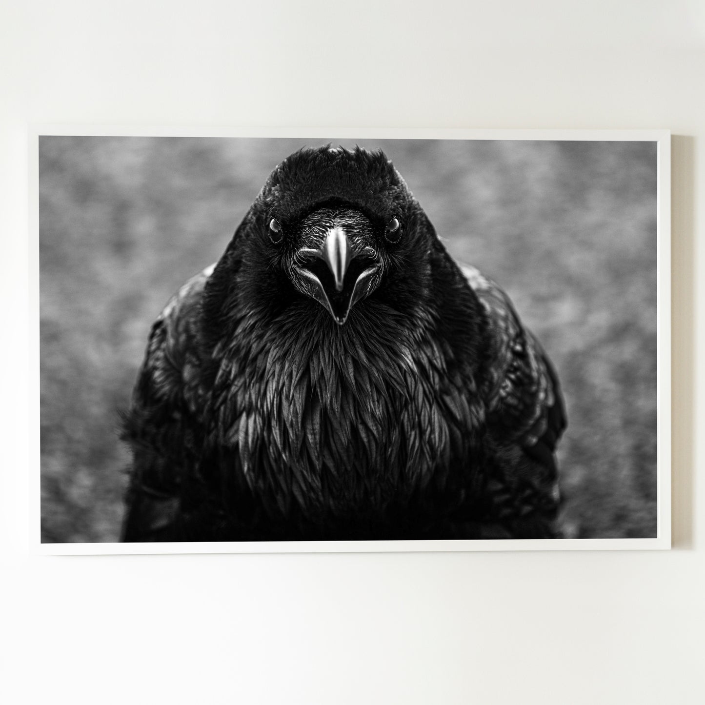 Corvus