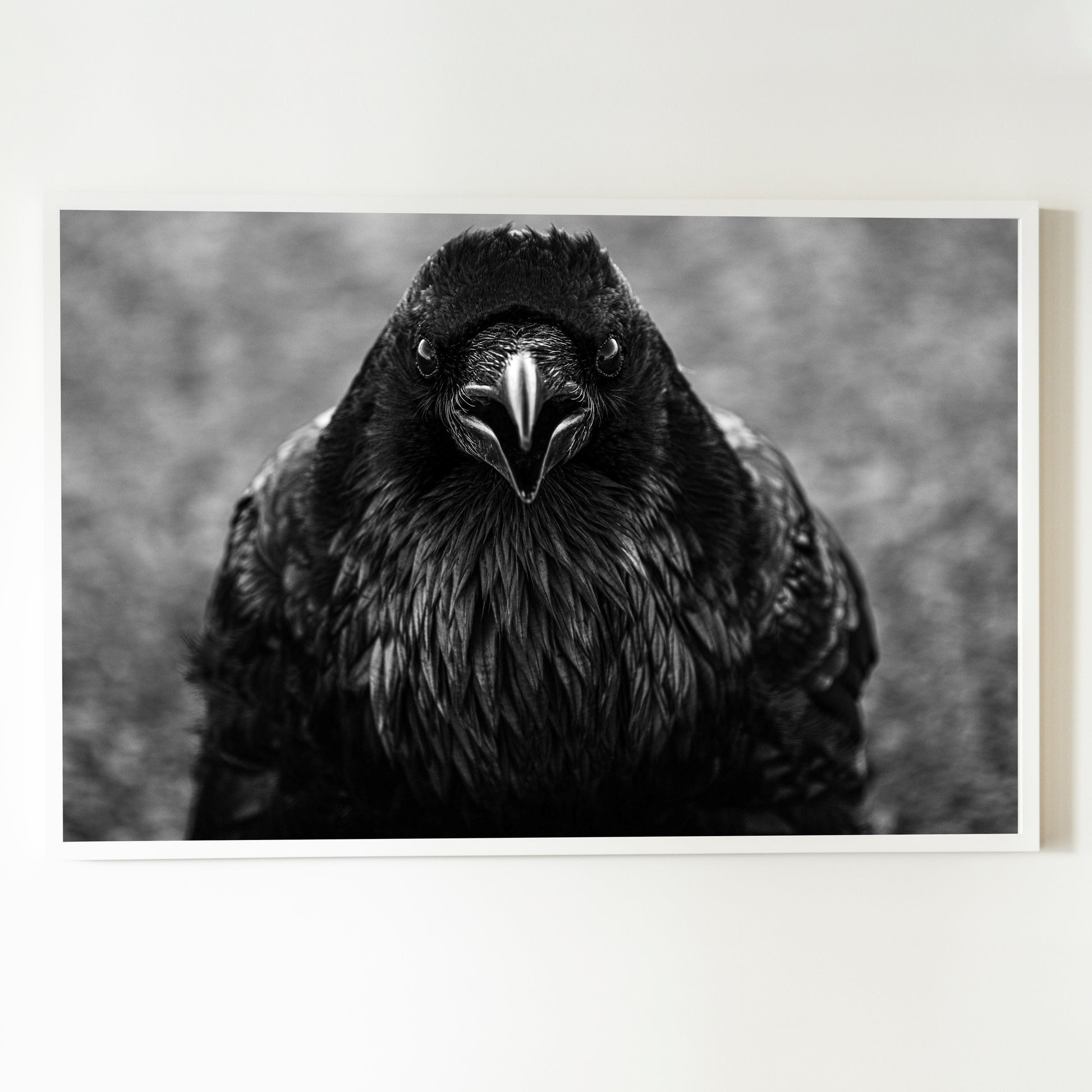 Corvus