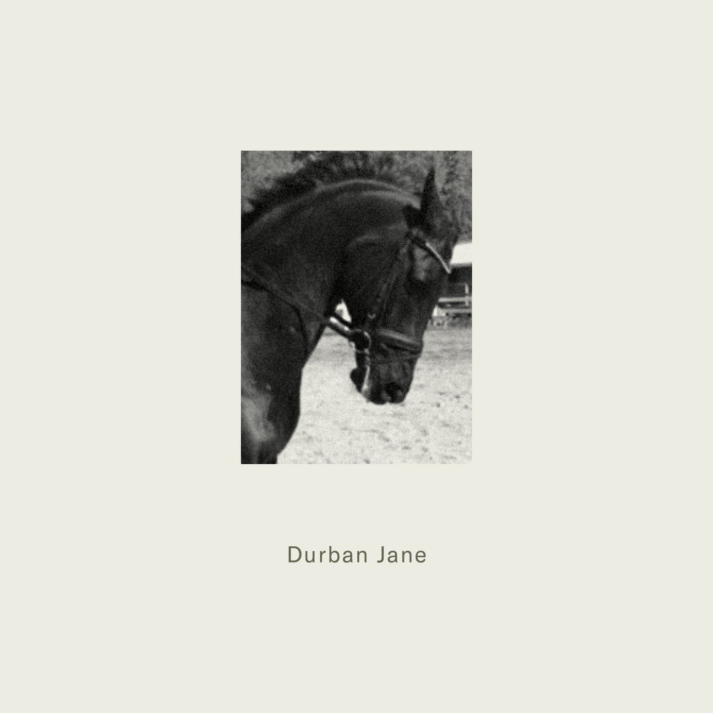A black horse with a bridle shown in profile featured on the packaging of maison detto candle durban jane