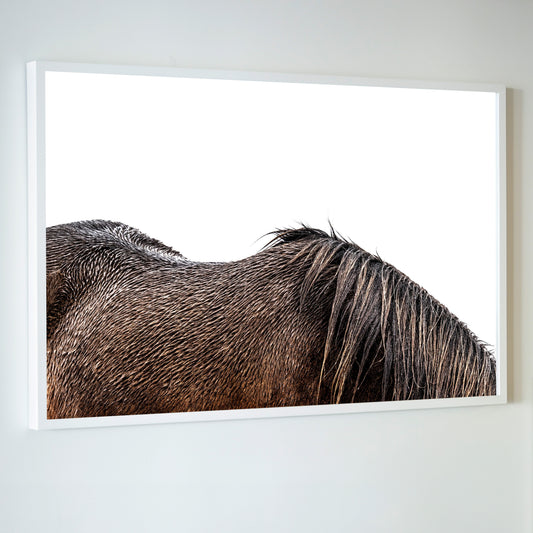 A framed photographic print titled little mare showing a close-up of a dark brown horses back and mane on white background