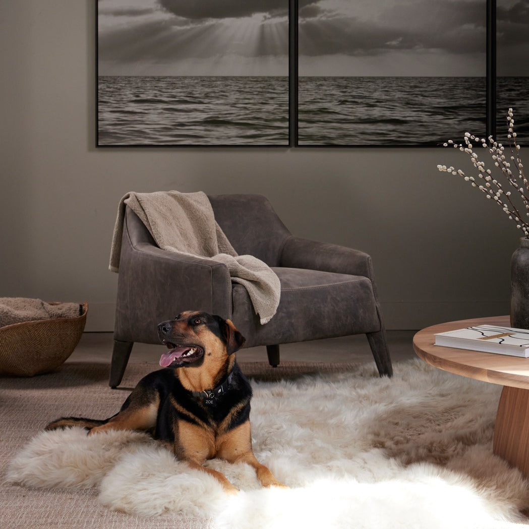A cozy black and tan dog lounges on a plush white fur rug next to a custom order murphy chair